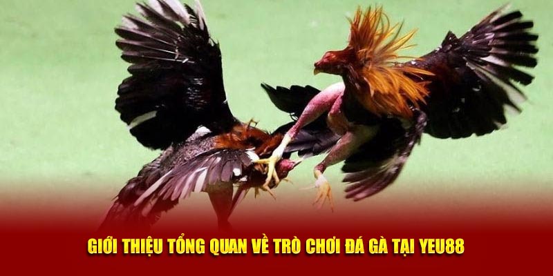 Giới thiệu tổng quan về trò chơi đá gà tại Yeu88