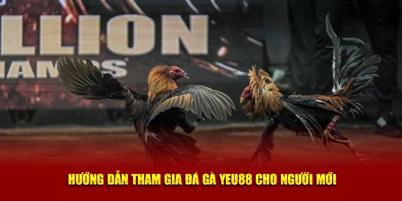 Hướng dẫn tham gia đá gà Yeu88 cho người mới