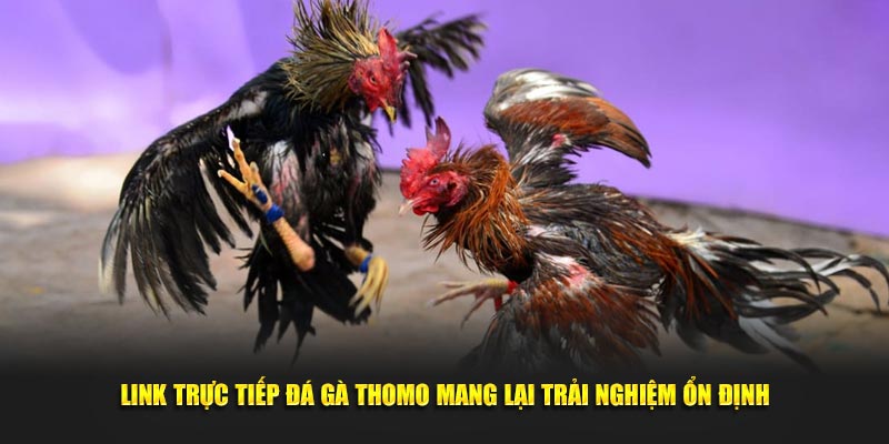 Link trực tiếp đá gà Thomo mang lại trải nghiệm ổn định