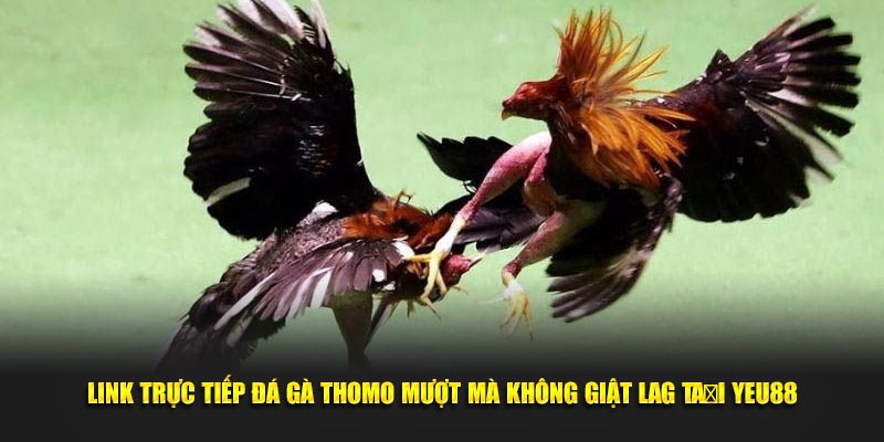 Link trực tiếp đá gà Thomo mượt mà không giật lag tại Yeu88