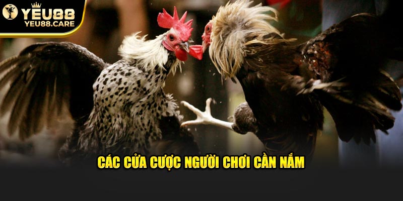 Các cửa cược người chơi cần nắm