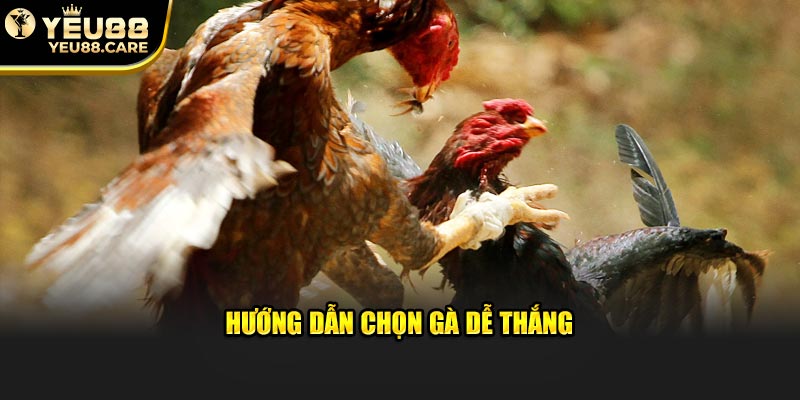 Hướng dẫn chọn gà dễ thắng