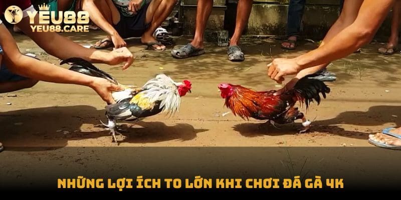 Lợi ích khi chơi đá gà 4k